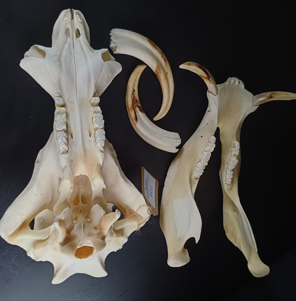 Warthog skull