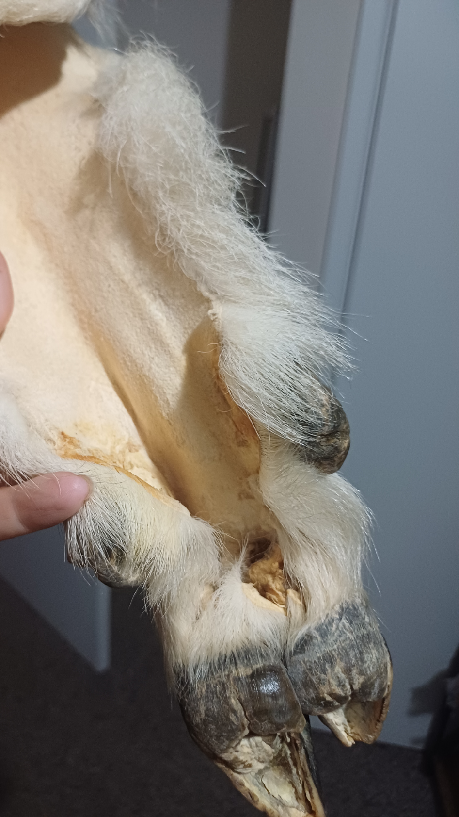 Mountain goat π hooves