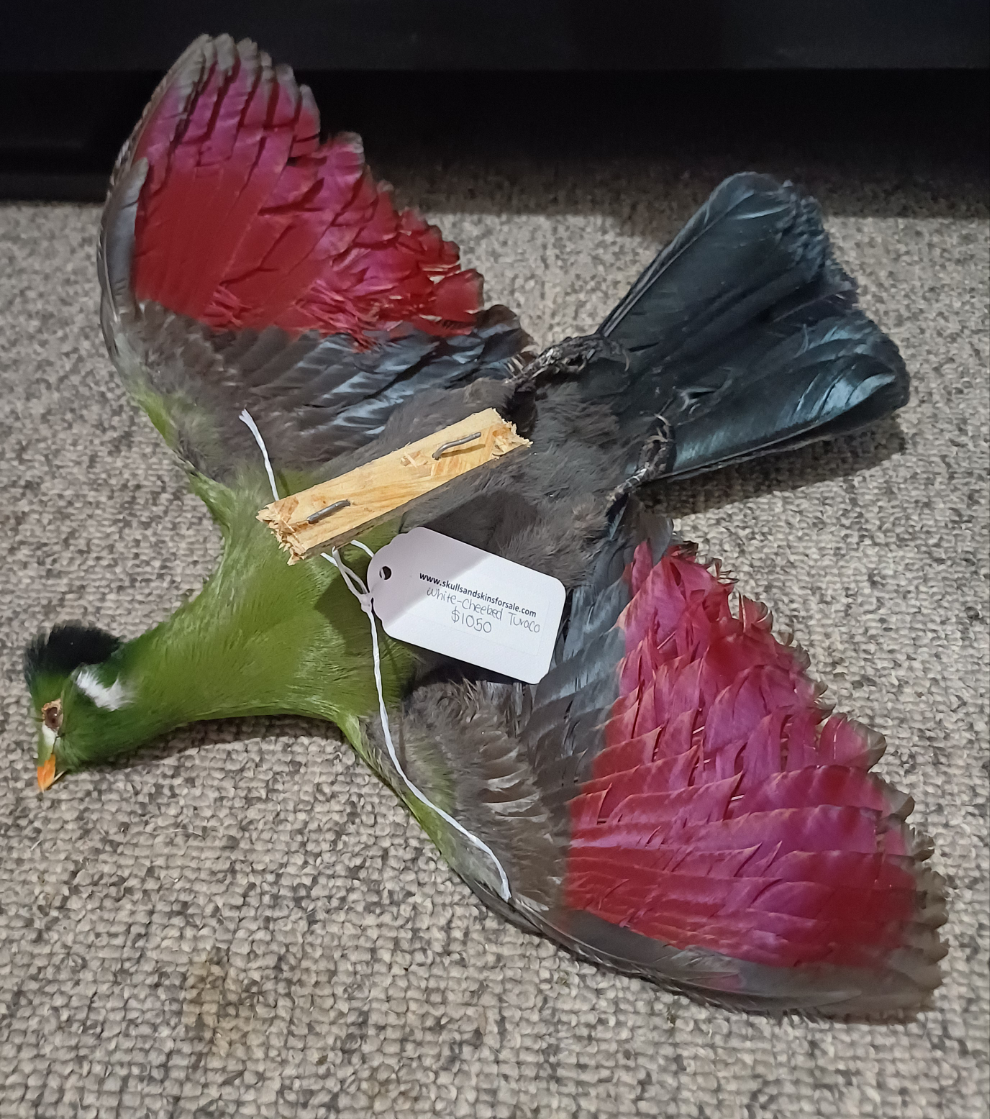 White Cheeked Turaco