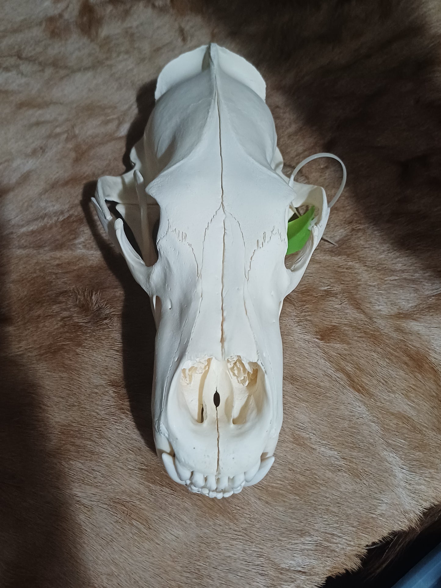 Polar Bear skull