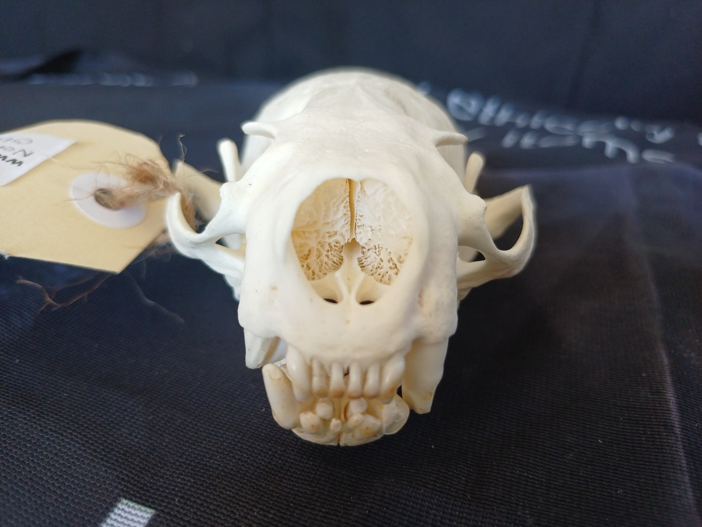 North American River Otter Skull (CITES)