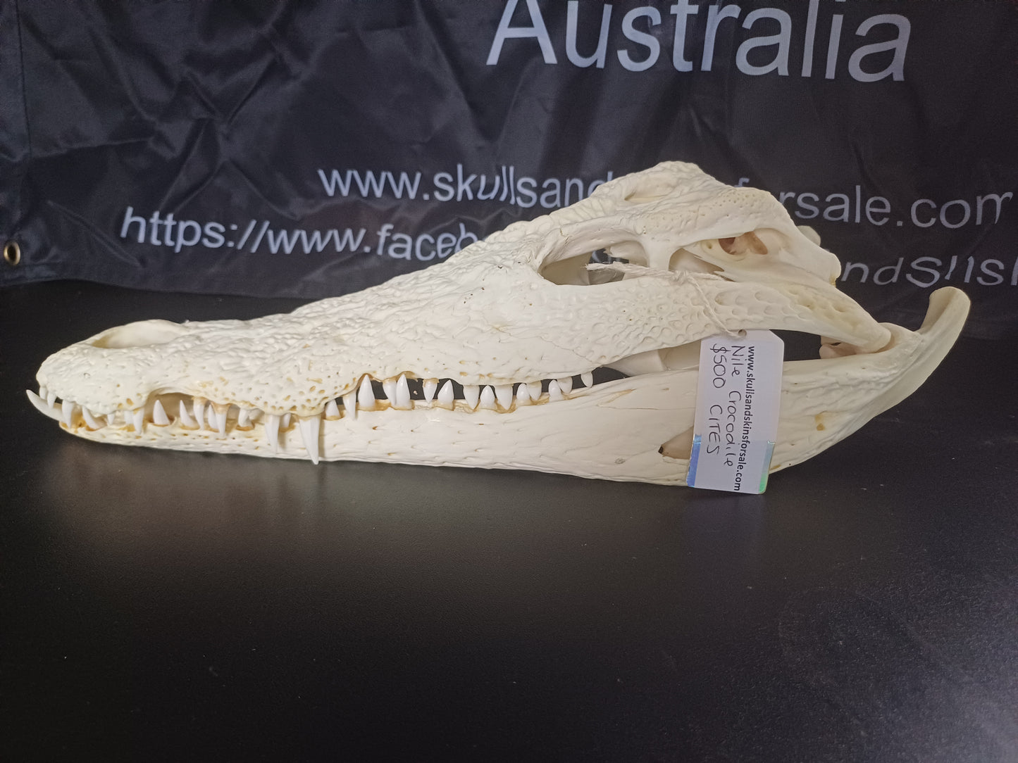 Large Nile Crocodile (CITES permit inc)