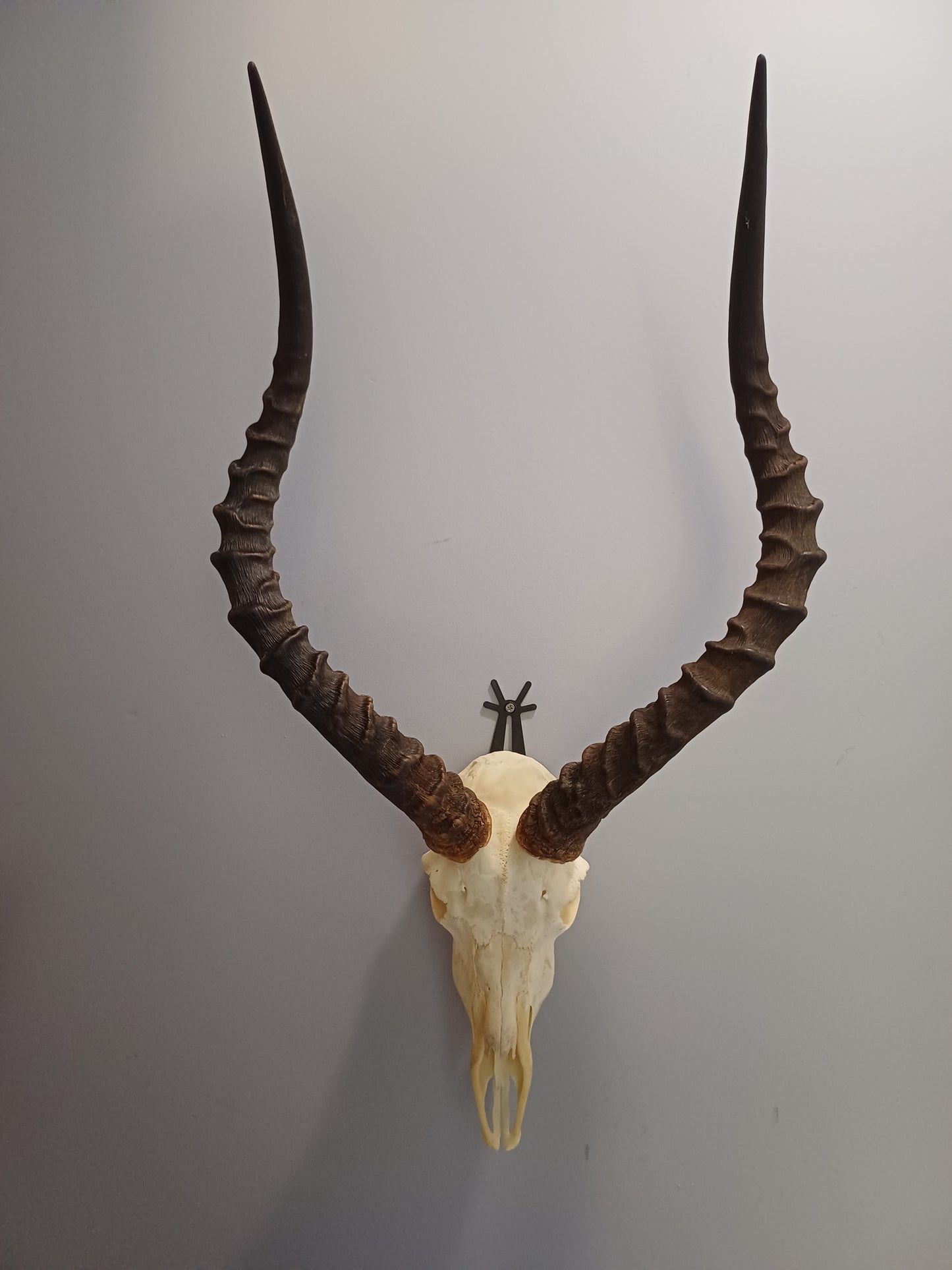 Impala skull