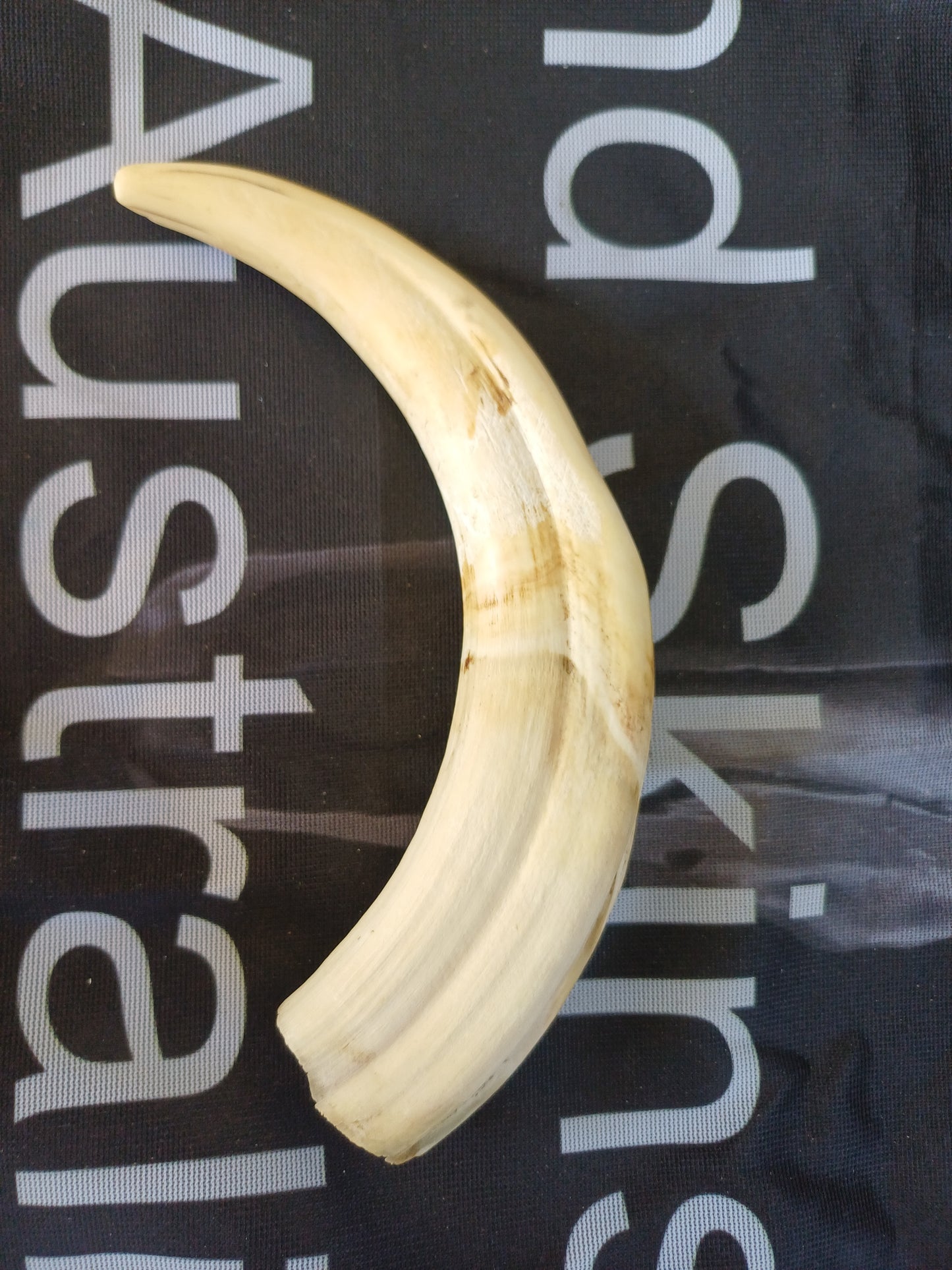 Large Warthog Tusk