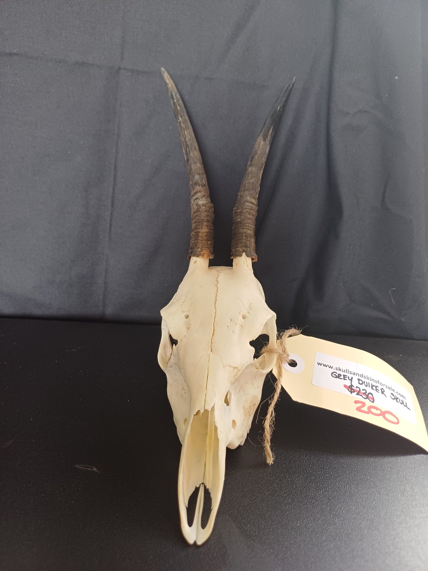 Gray Duiker skull