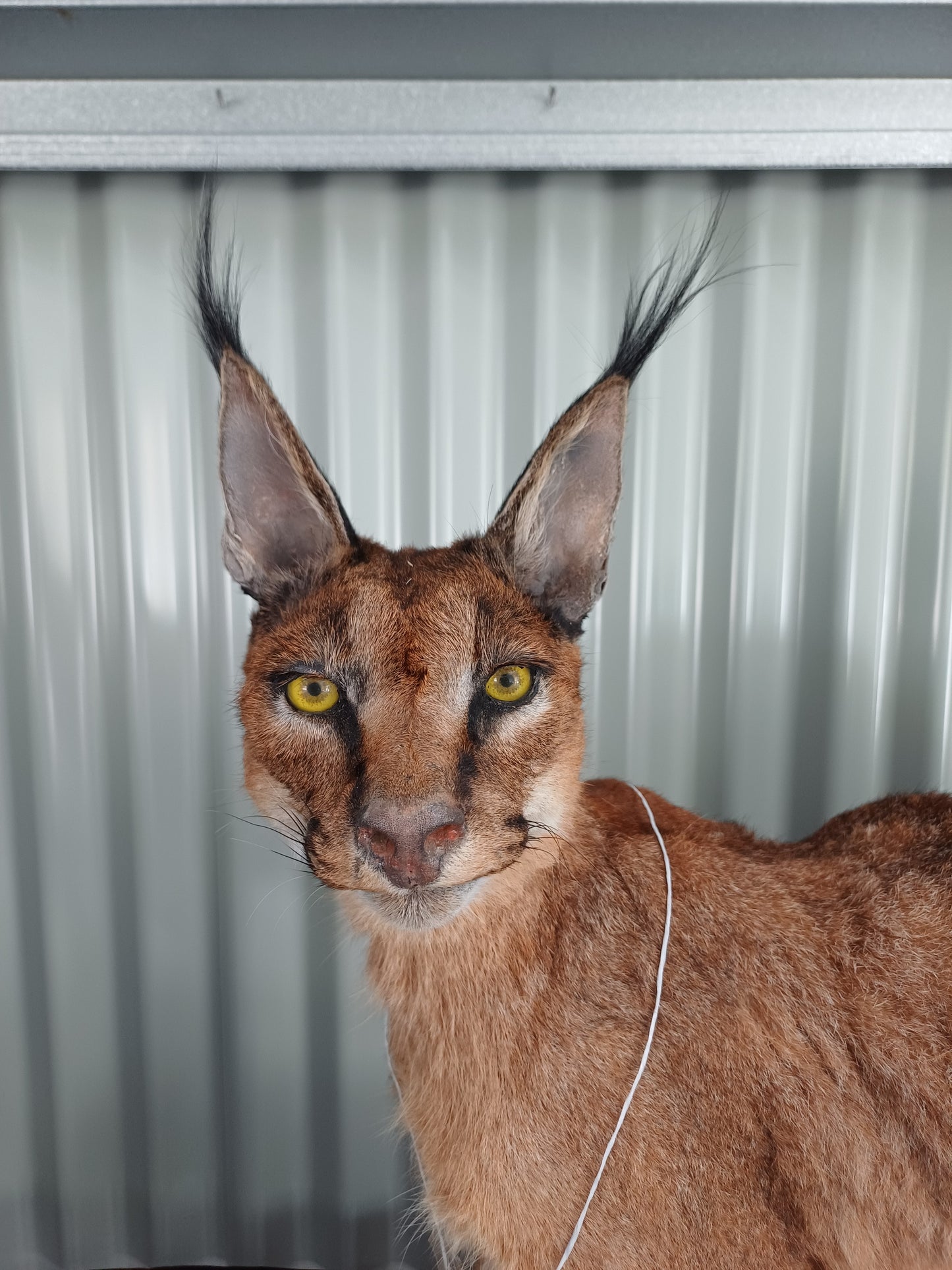 Caracal full mount taxidermy inc shipping