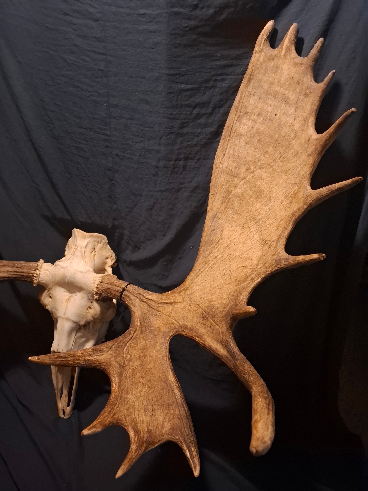 Moose Skull - SHIPPING ADDITIONAL