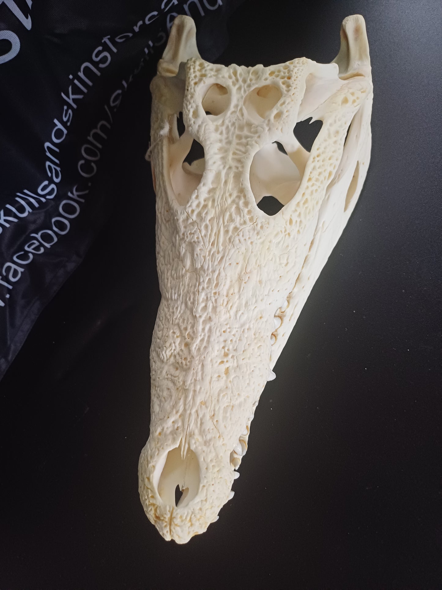 XL Nile Crocodile (CITES permit inc)