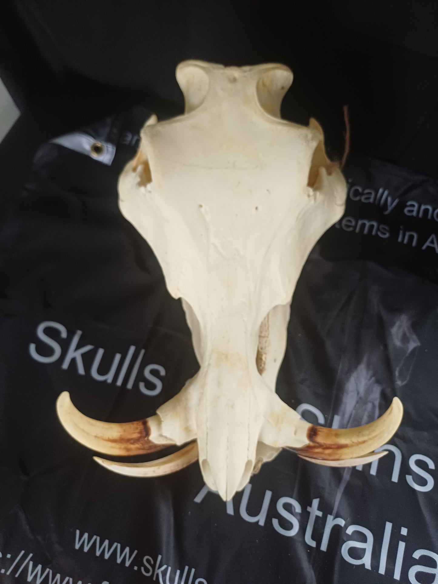 Large Warthog skull