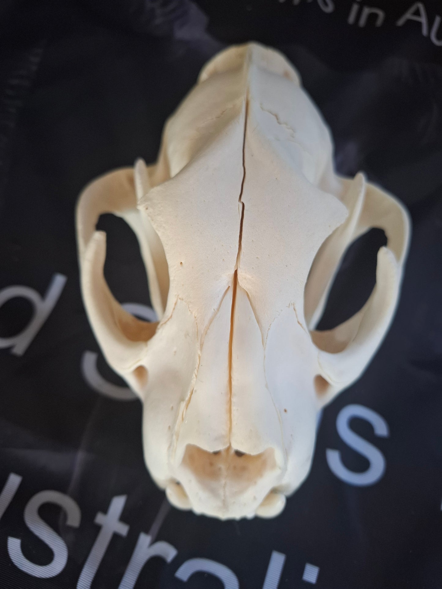 Large Cougar Skull