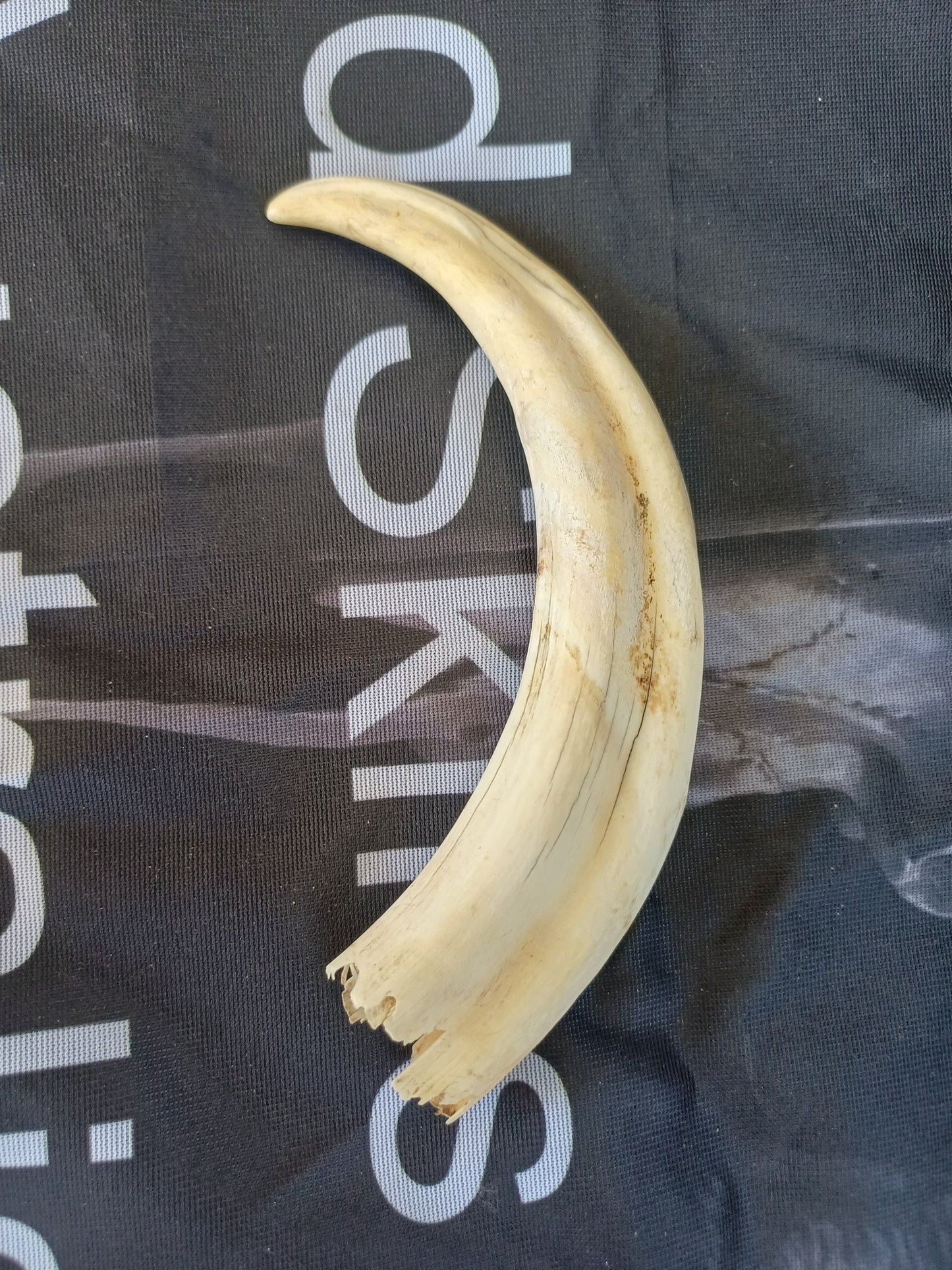 Large Warthog Tusk