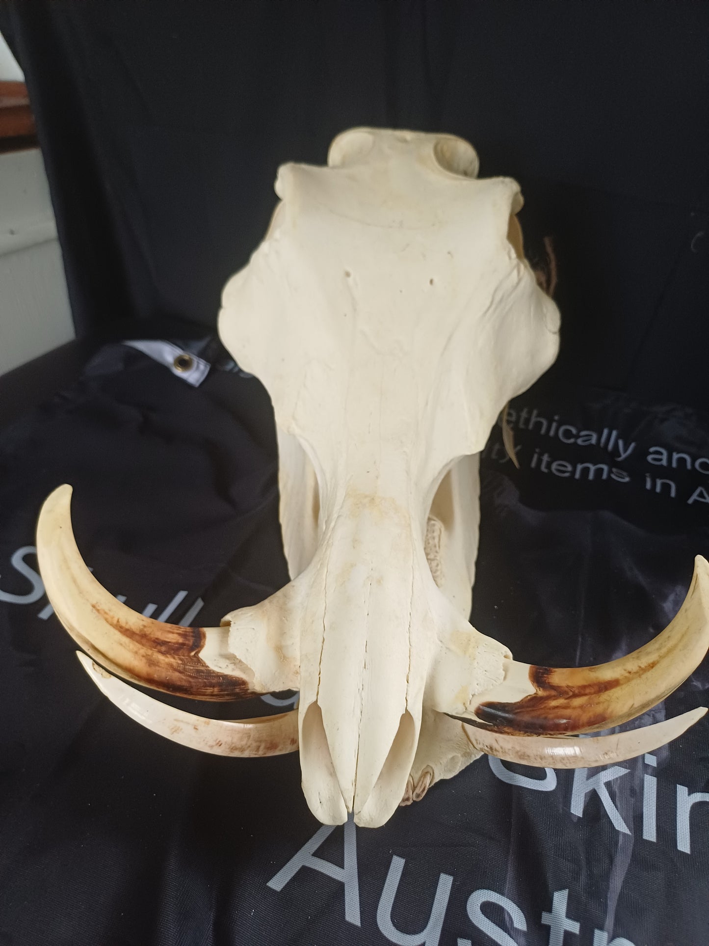 Large Warthog skull