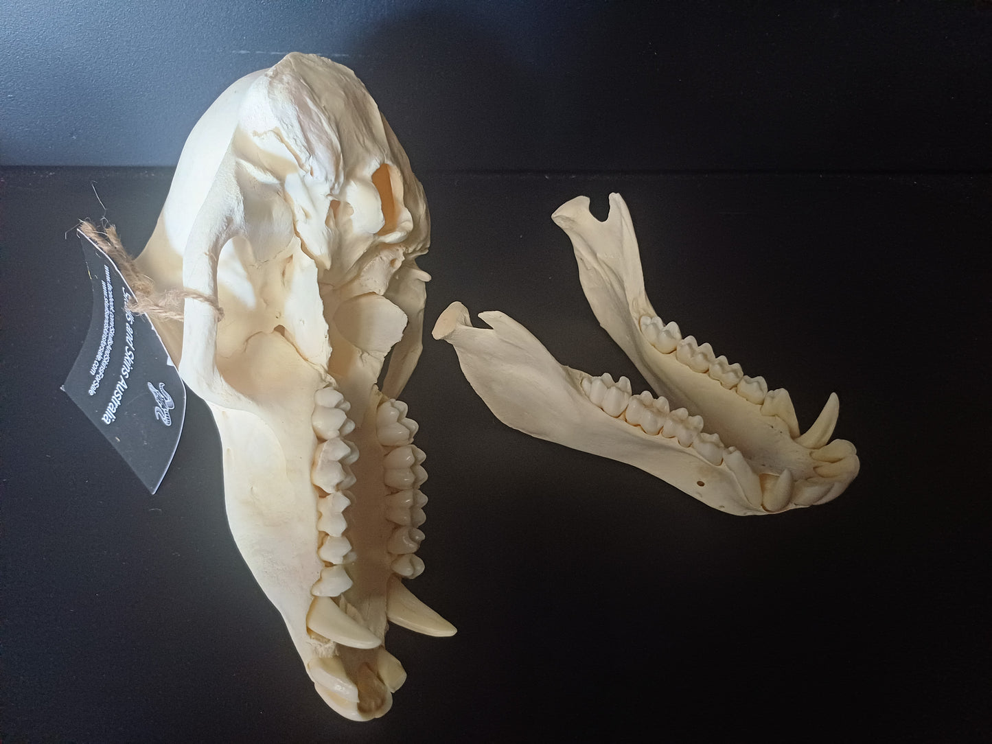 Chacma Baboon skull - sub adult male CITES