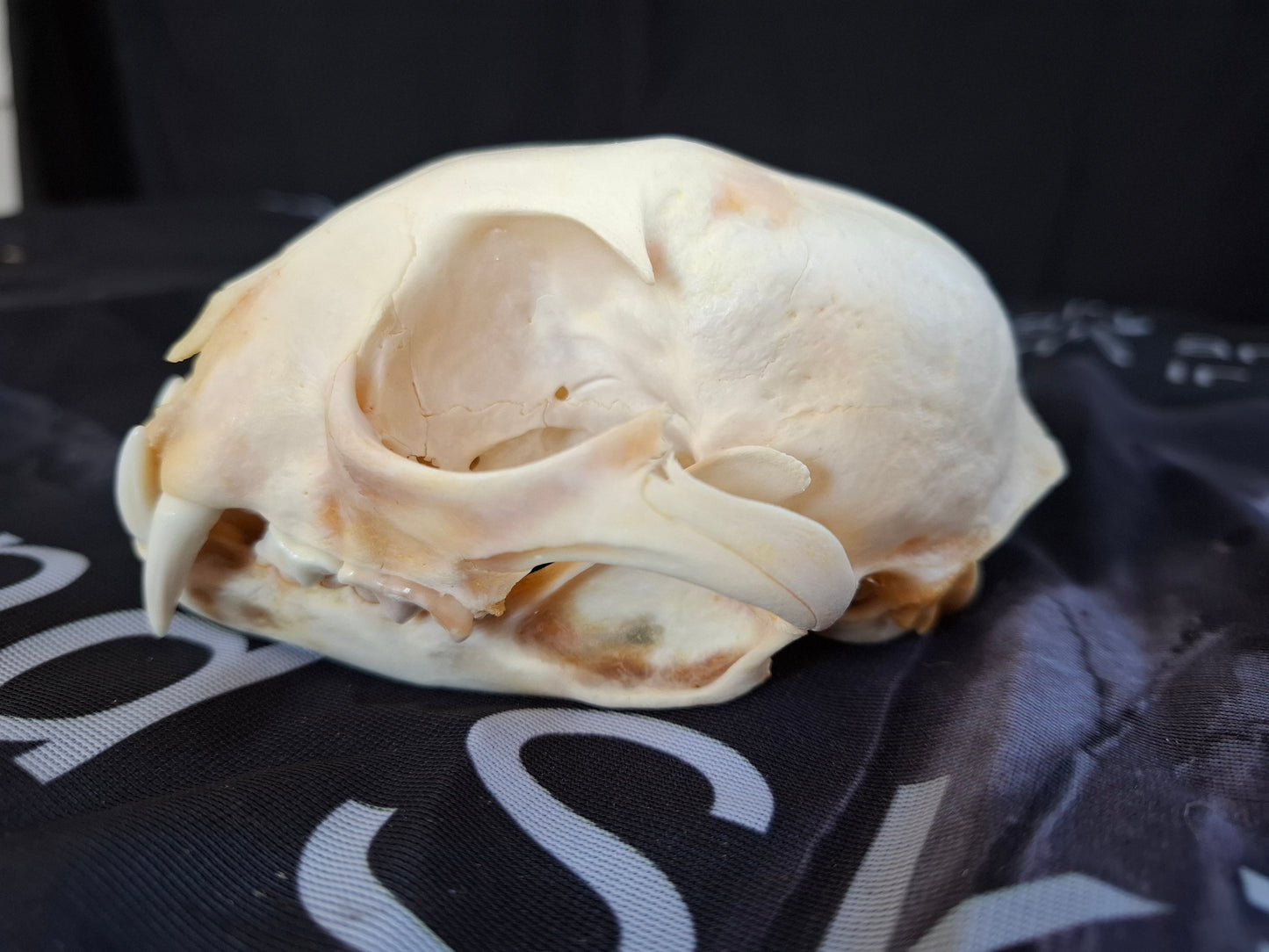 Lynx skull