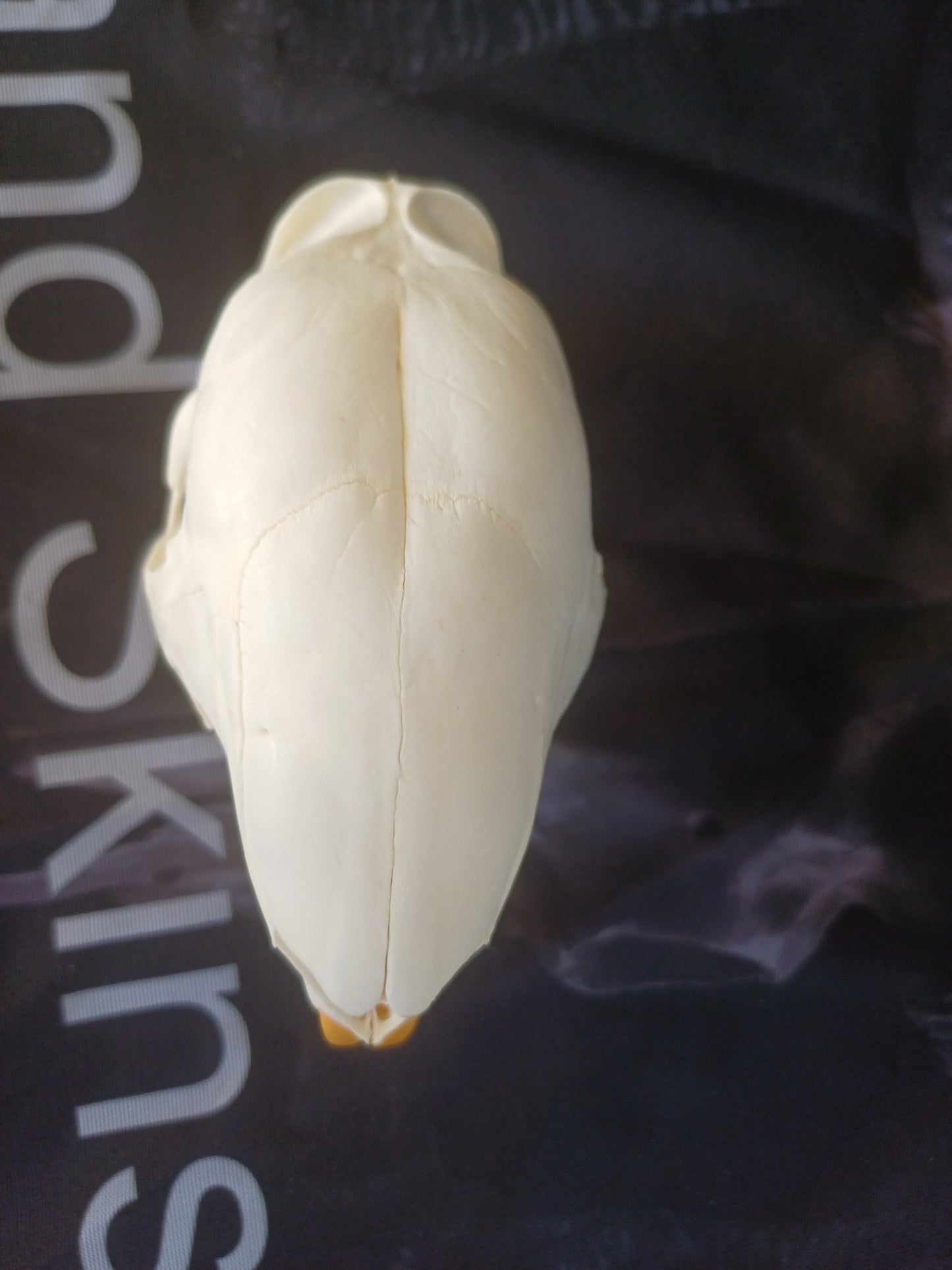 African Porcupine Skull