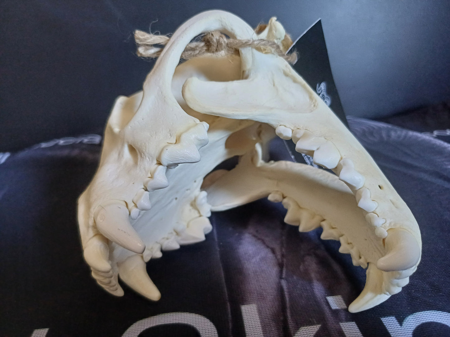 Wolverine Skull