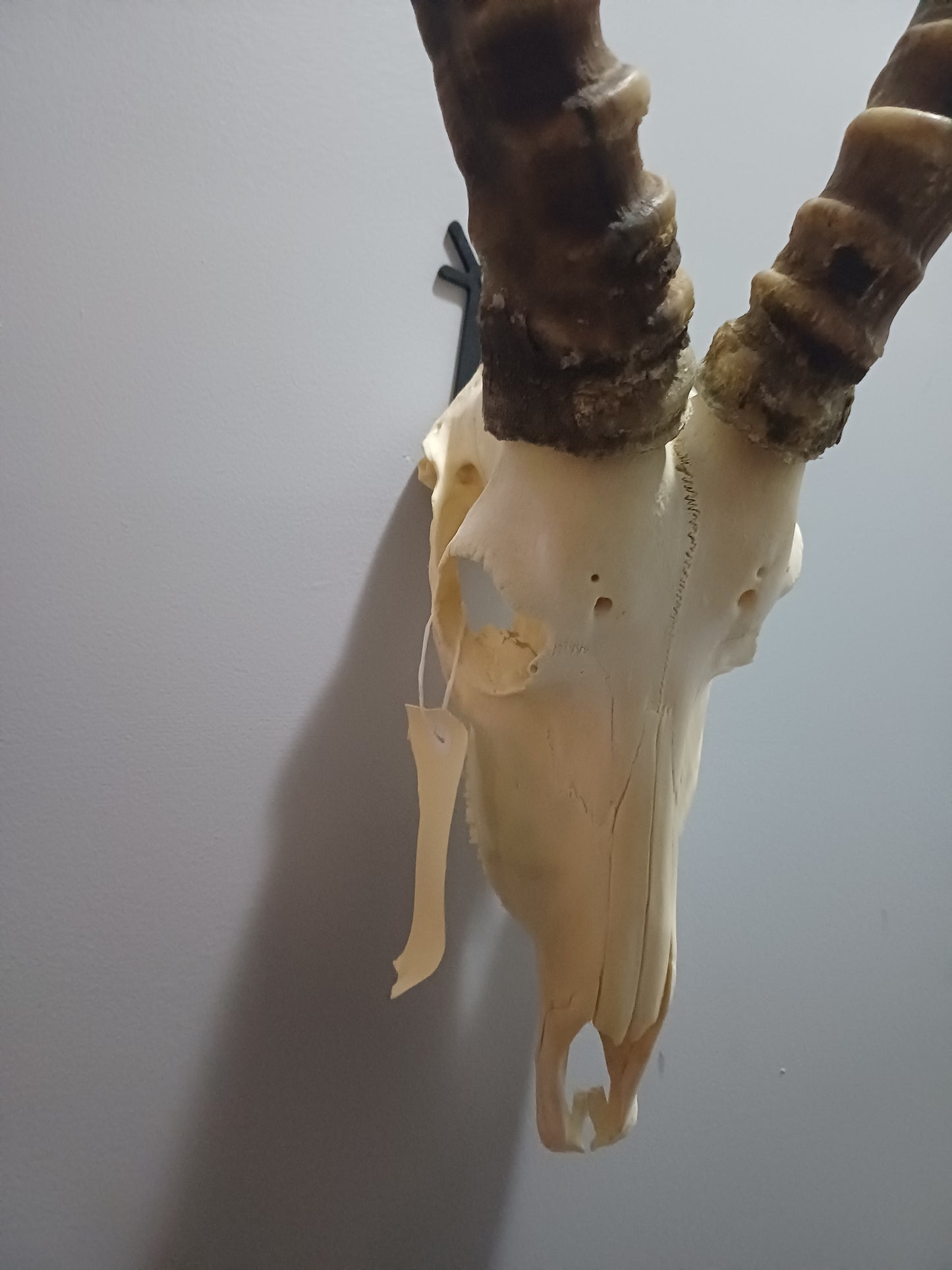 Blesbok skull
