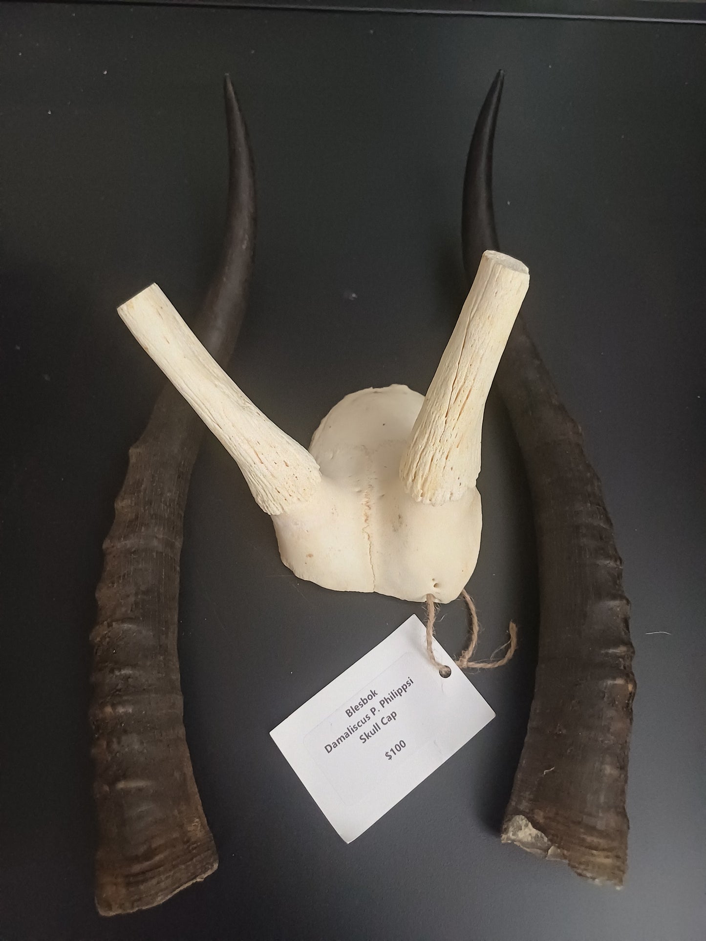 Blesbok skull cap