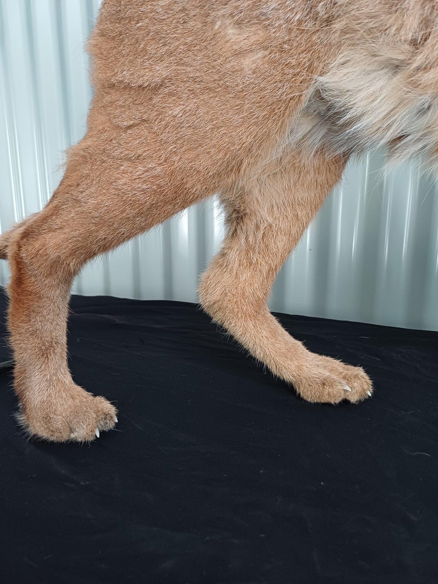 Caracal full mount taxidermy inc shipping