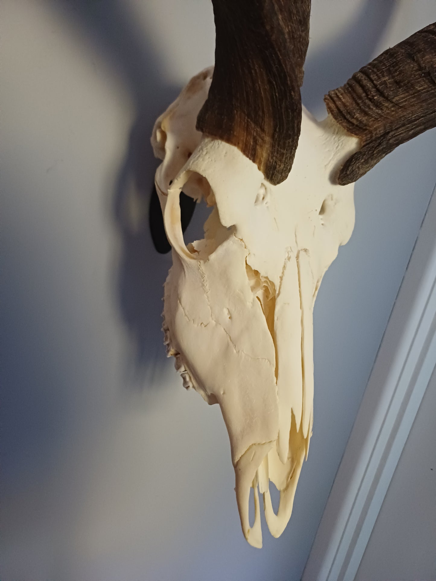 Kudu