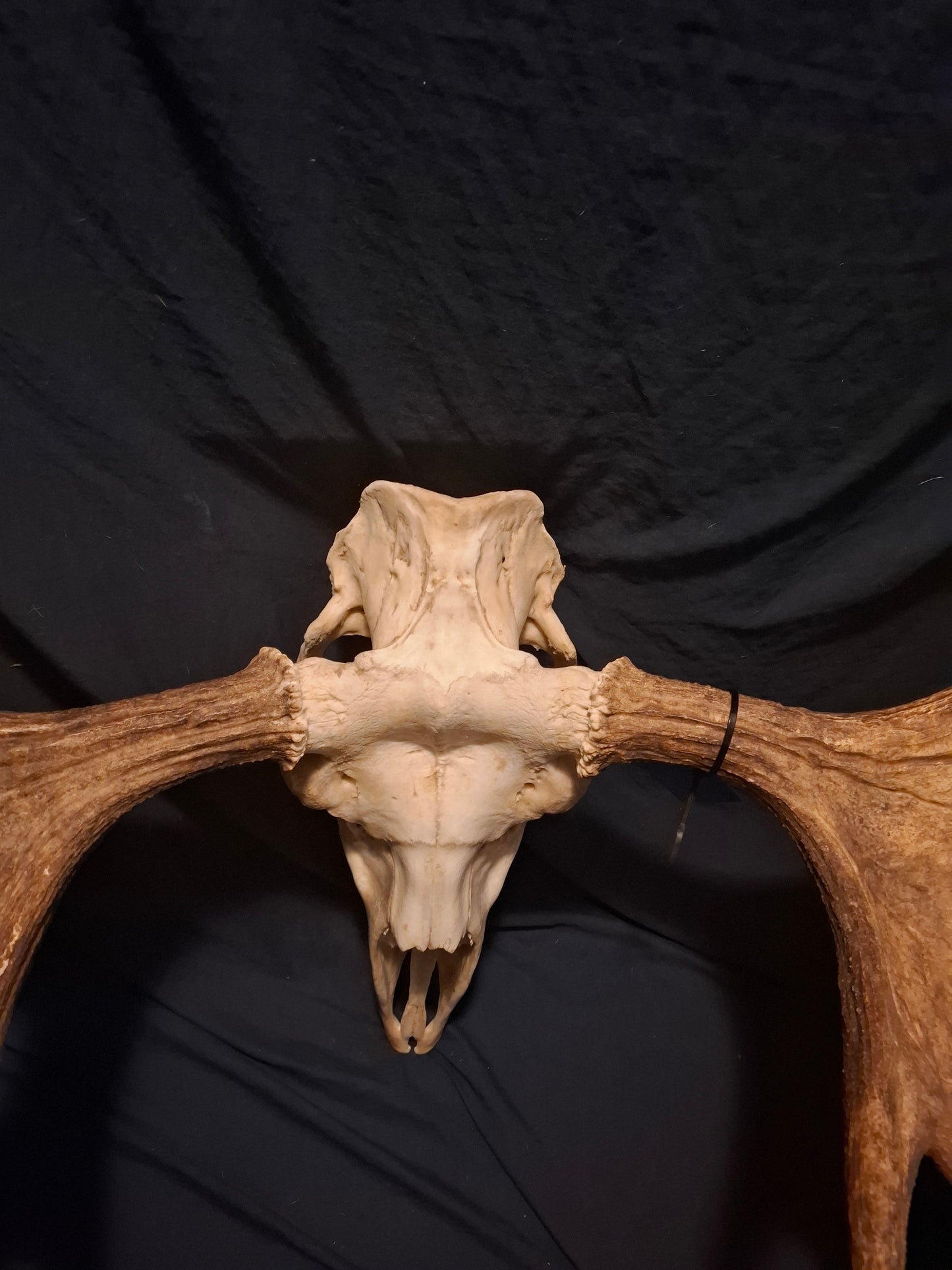 Moose Skull - SHIPPING ADDITIONAL