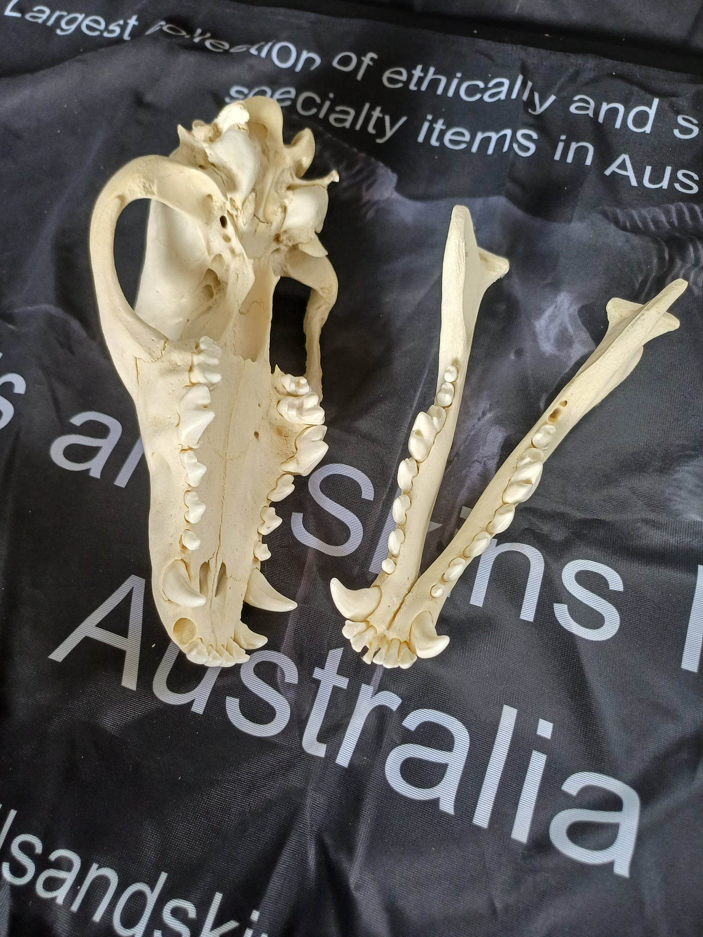PATHOLOGY Large Timber Wolf Skull