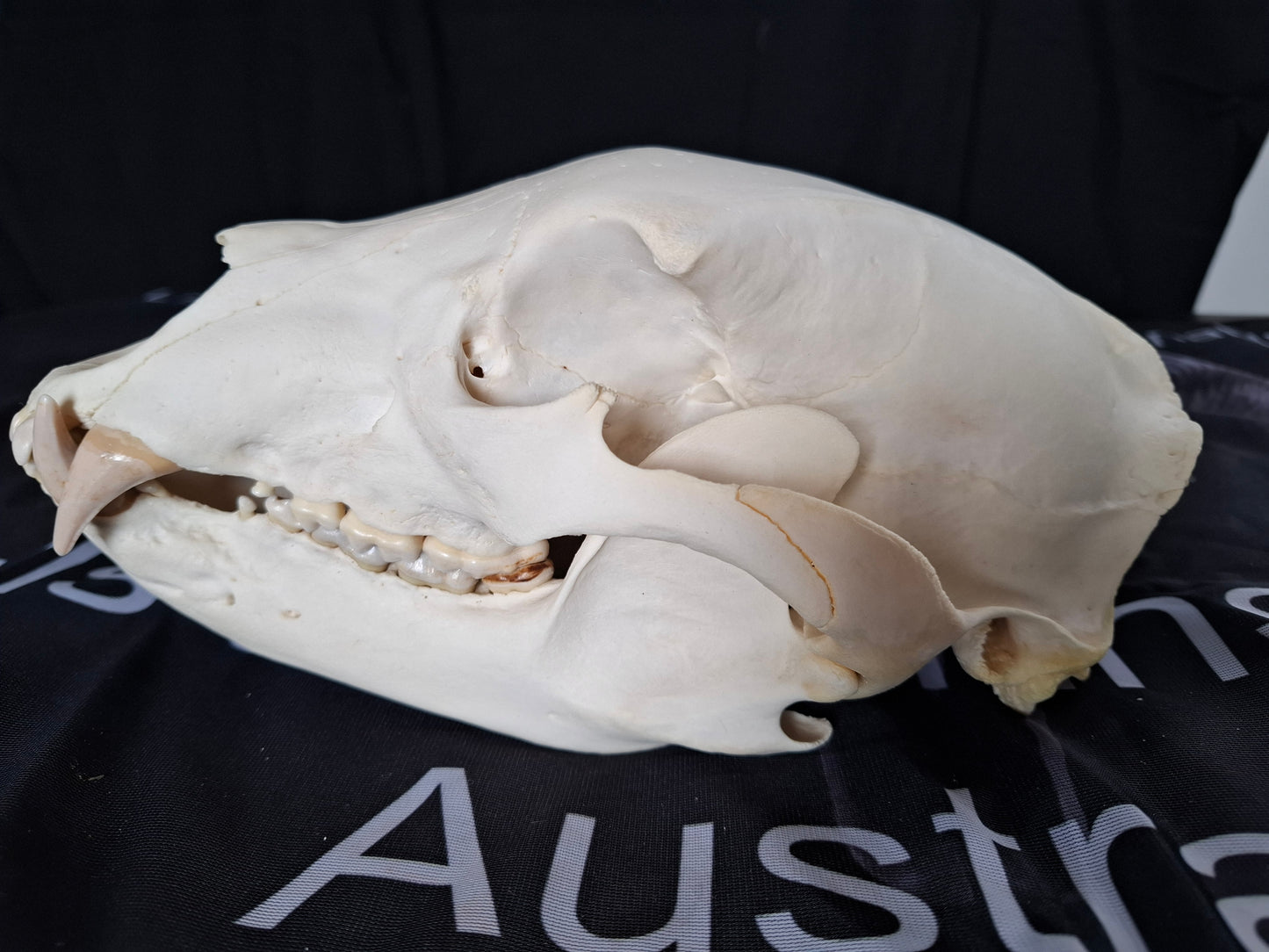 Black Bear skull