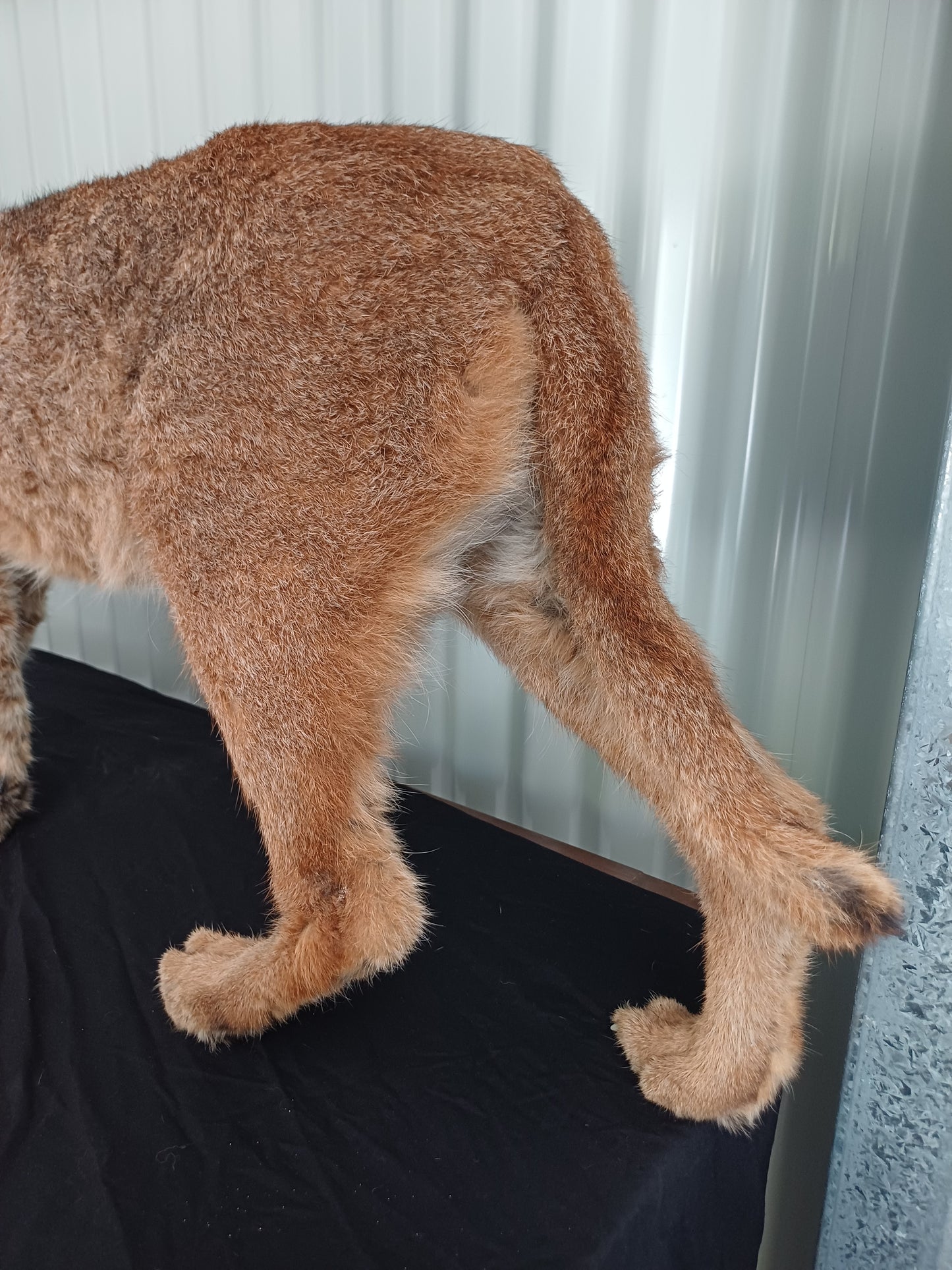 Caracal full mount taxidermy inc shipping