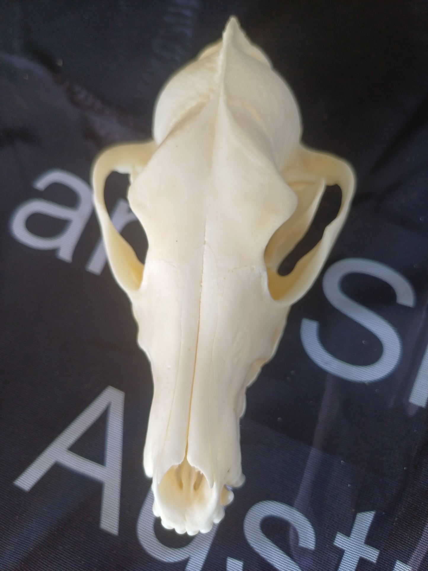 Black Backed Jackal Skull