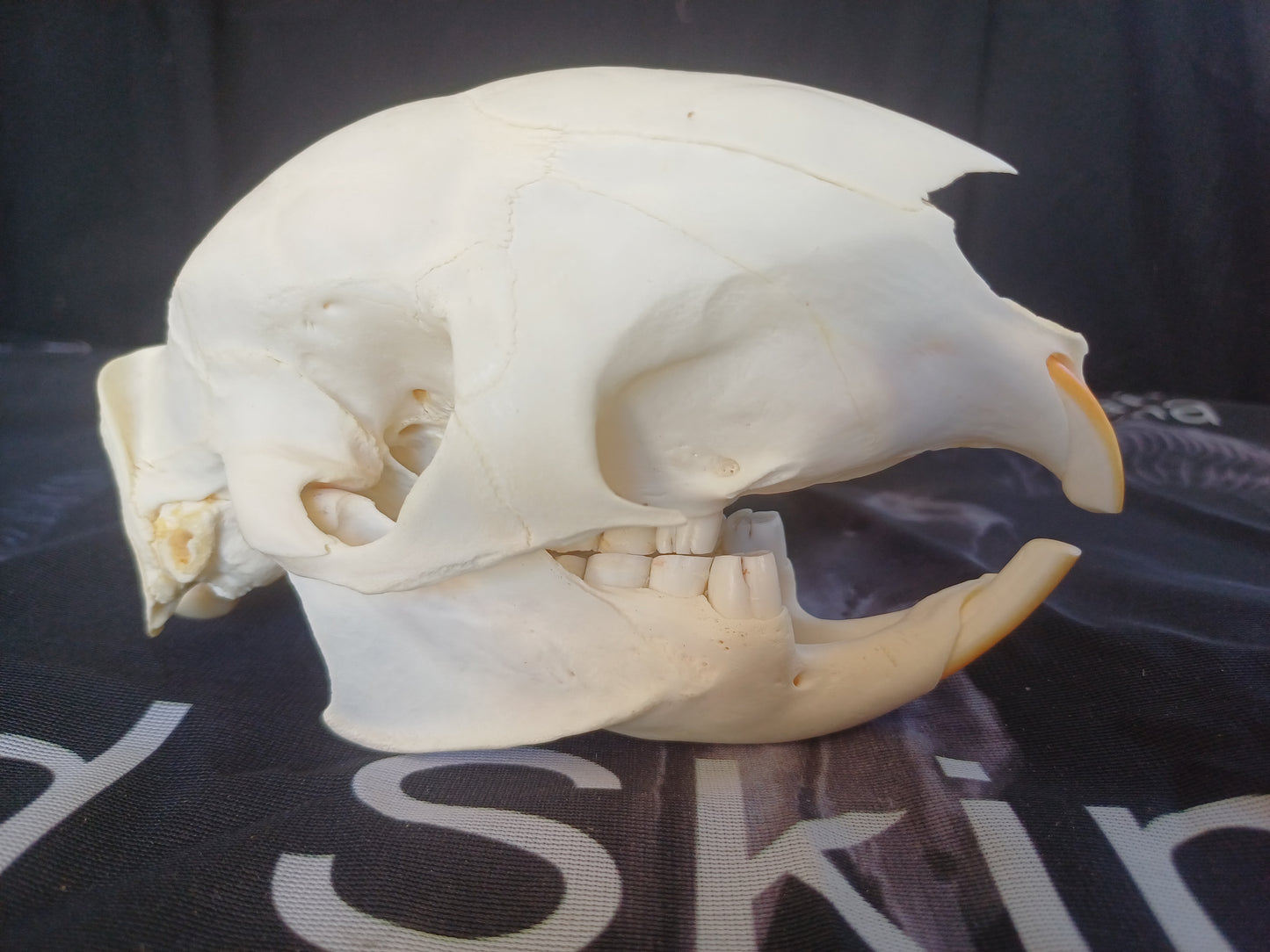African Porcupine Skull