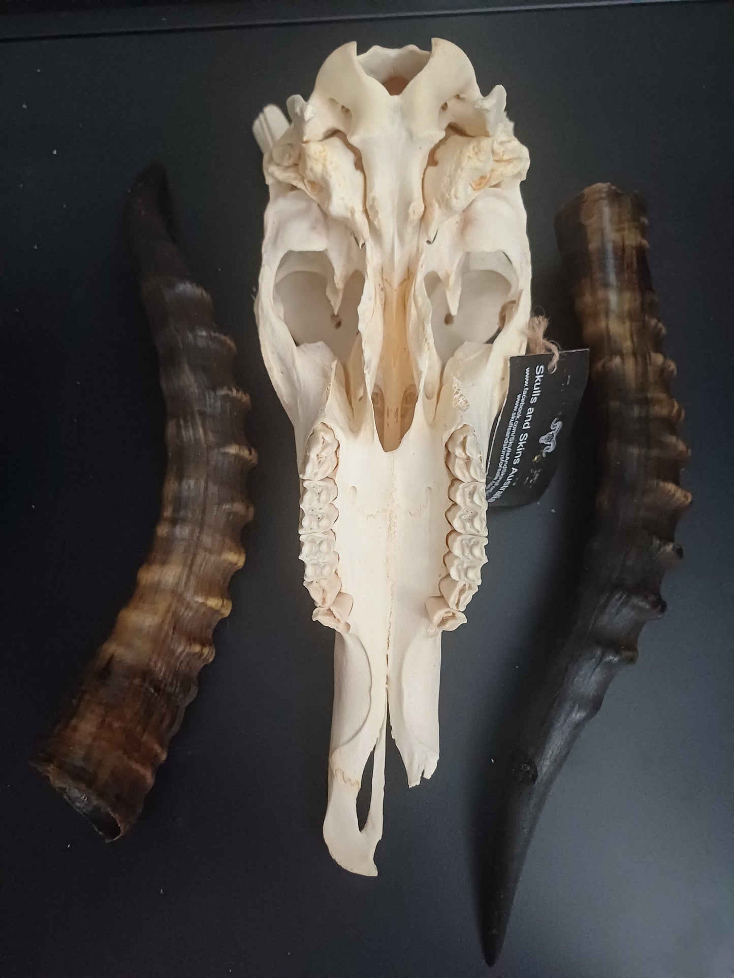 Blesbok skull