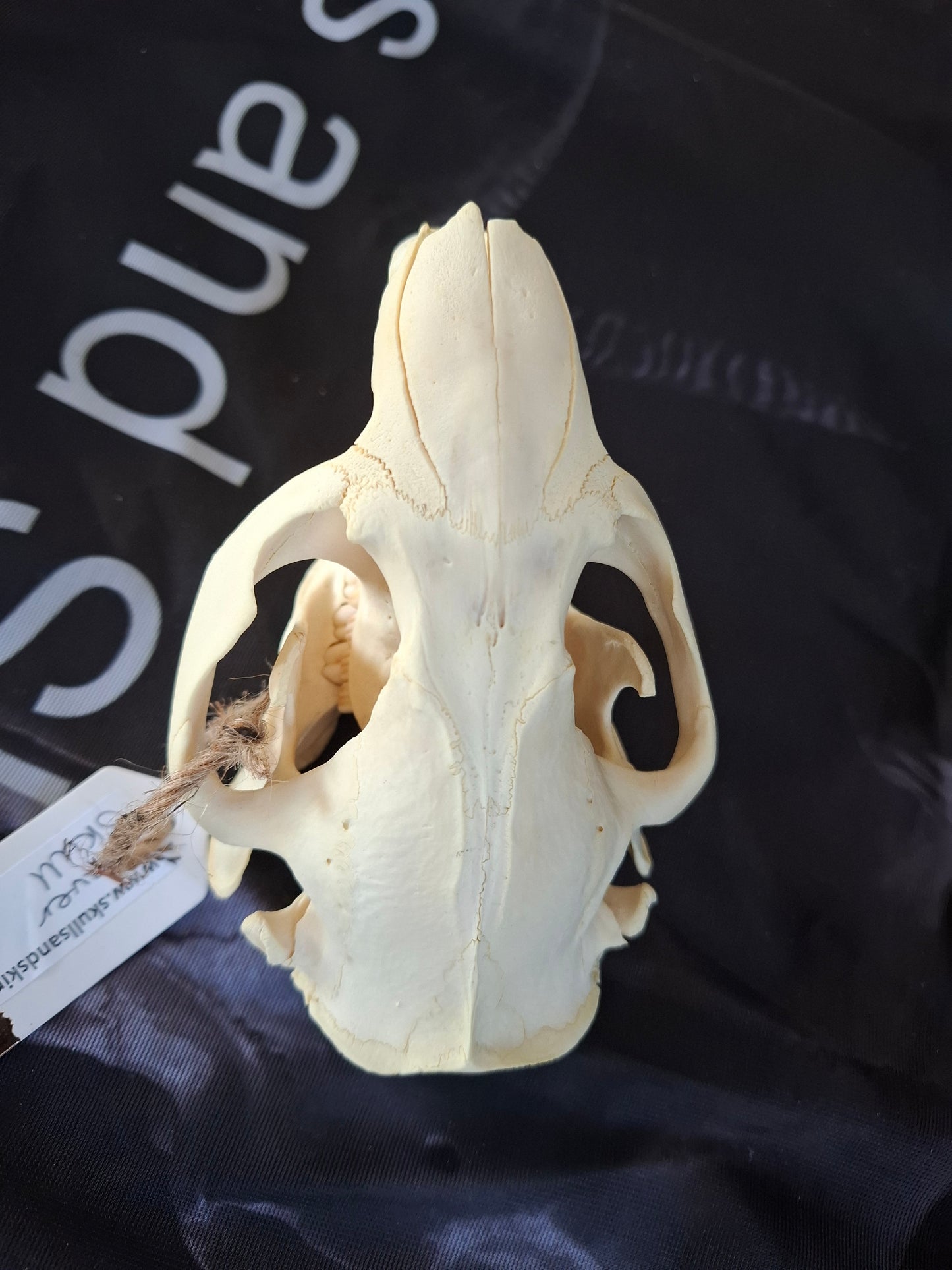 Beaver Skull