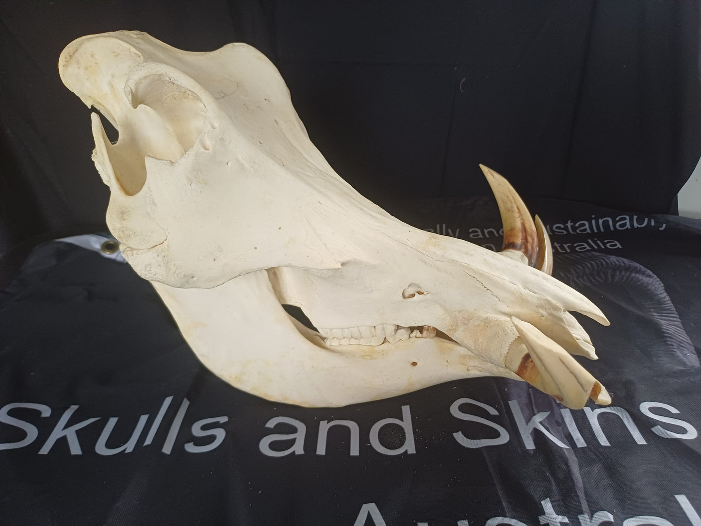 Large Warthog skull