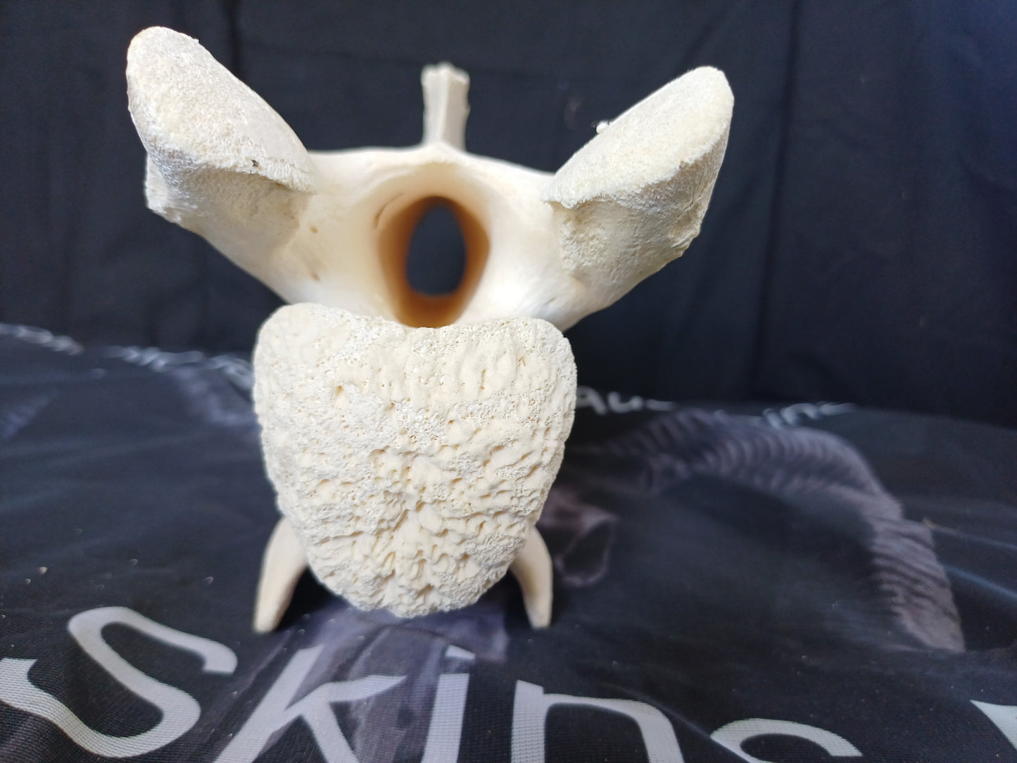 Large Giraffe Vertebrae (CITES permit inc)