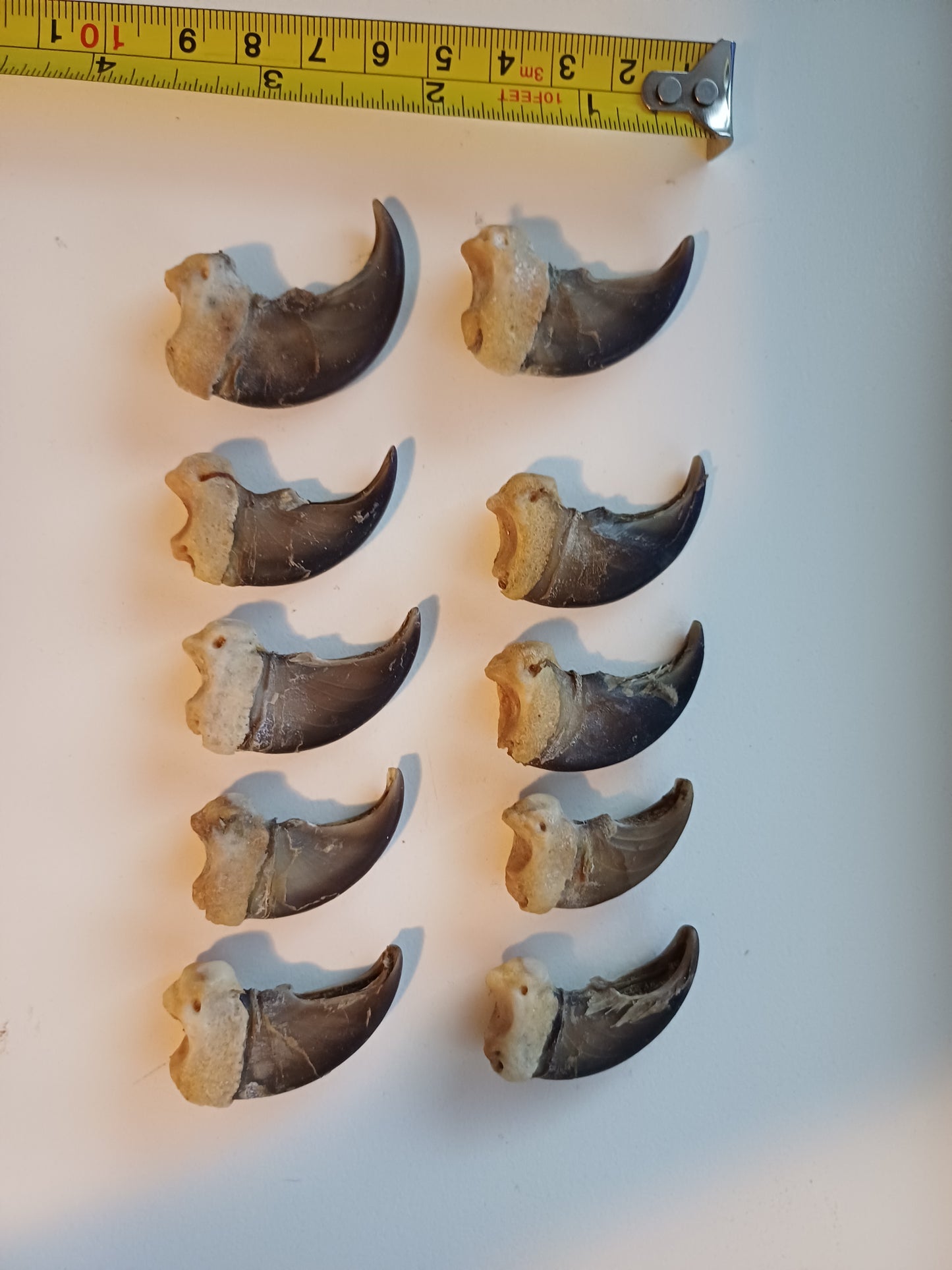 Black Bear Claws x 10