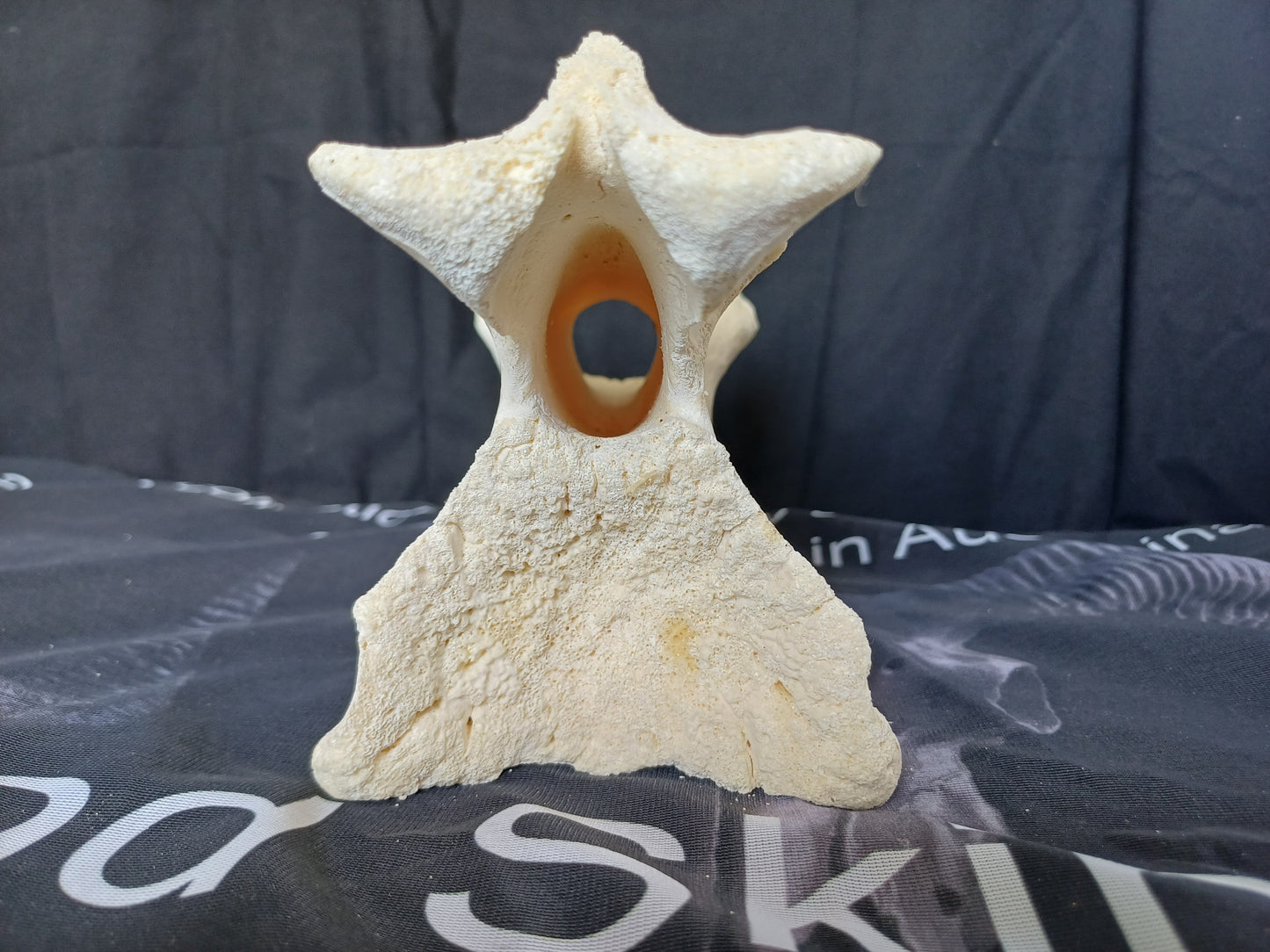 Large Giraffe Vertebrae (CITES permit inc)