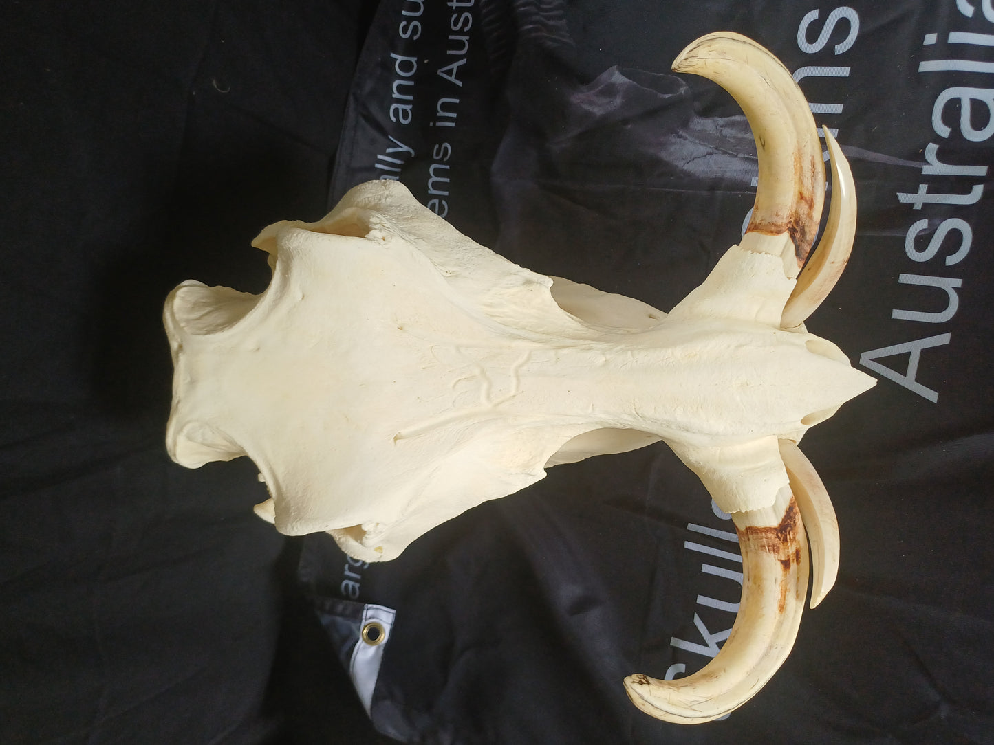 XL Warthog skull