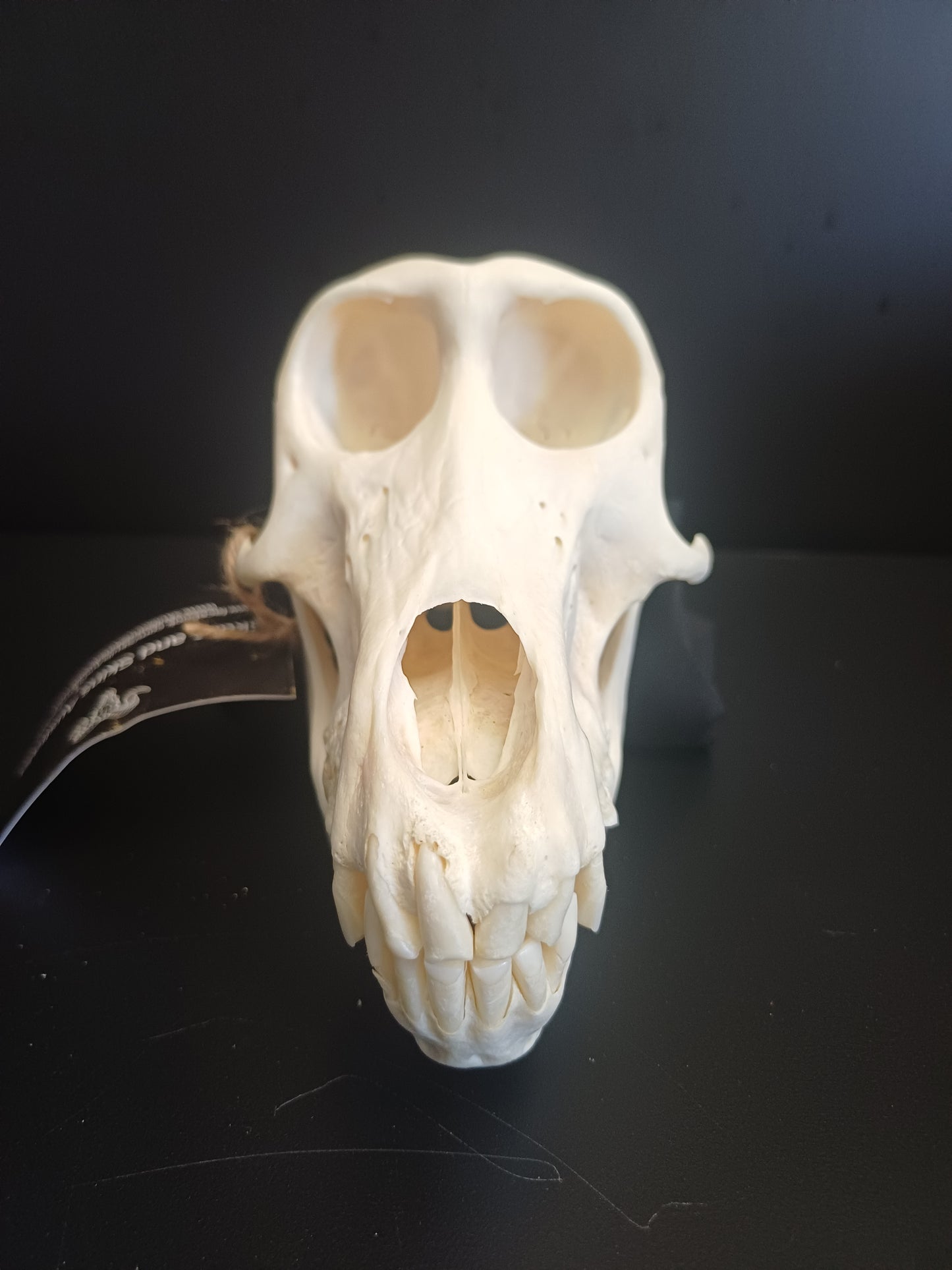 Chachma Baboon skull - female CITES
