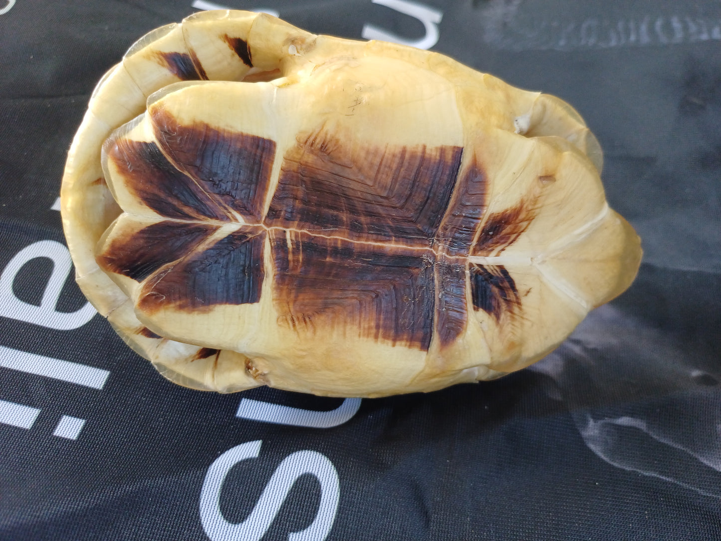 Angulate tortoise shell (CITES)