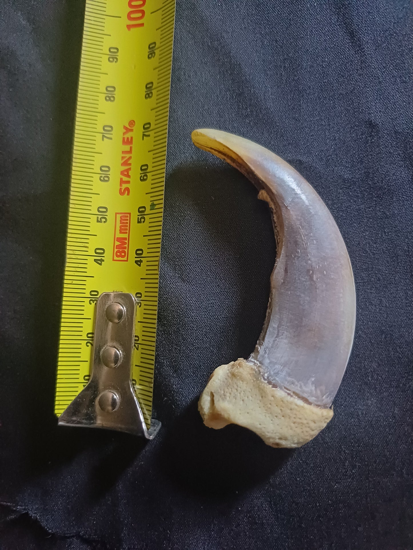 XL Grizzly bear claw