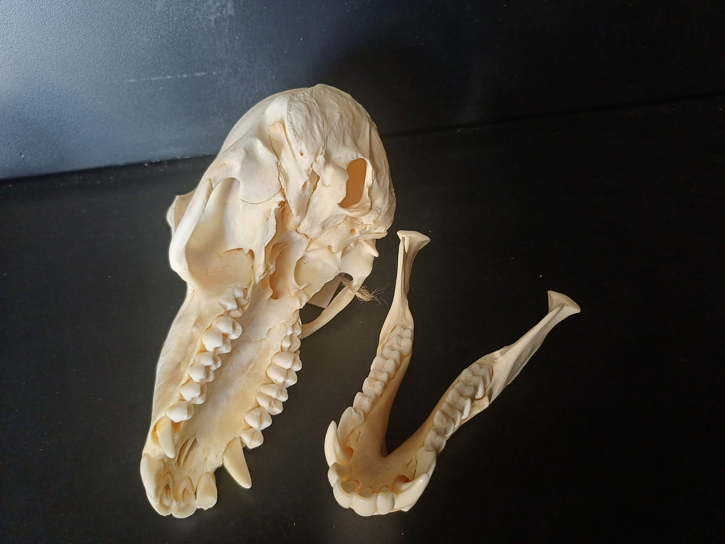 Chacma Baboon skull - female CITES