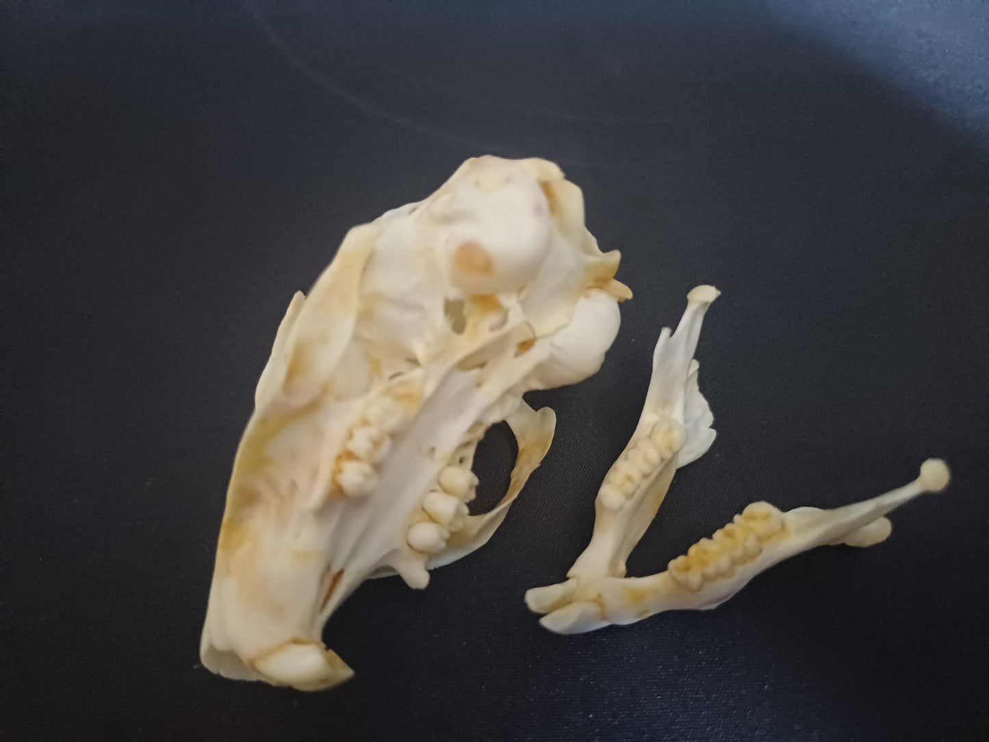 African Ground Squirrel
