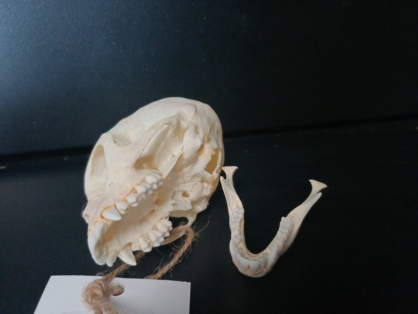 Vervet Monkey Skull - Female