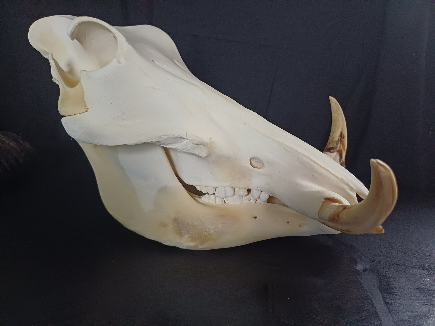 Warthog skull