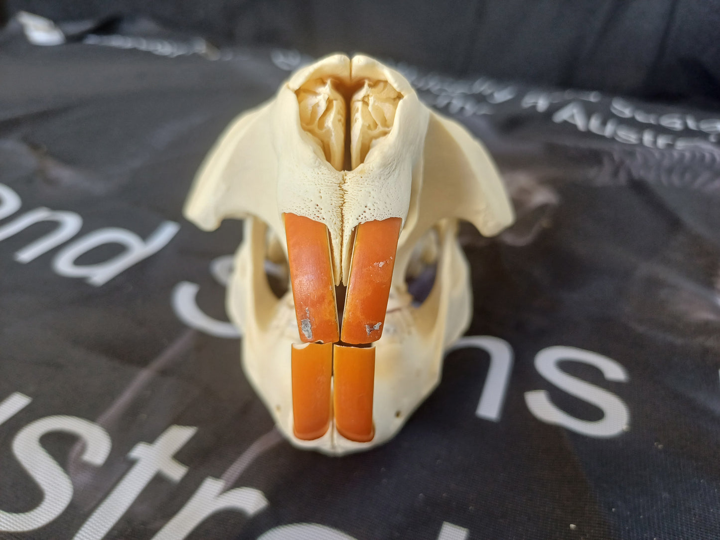Beaver Skull