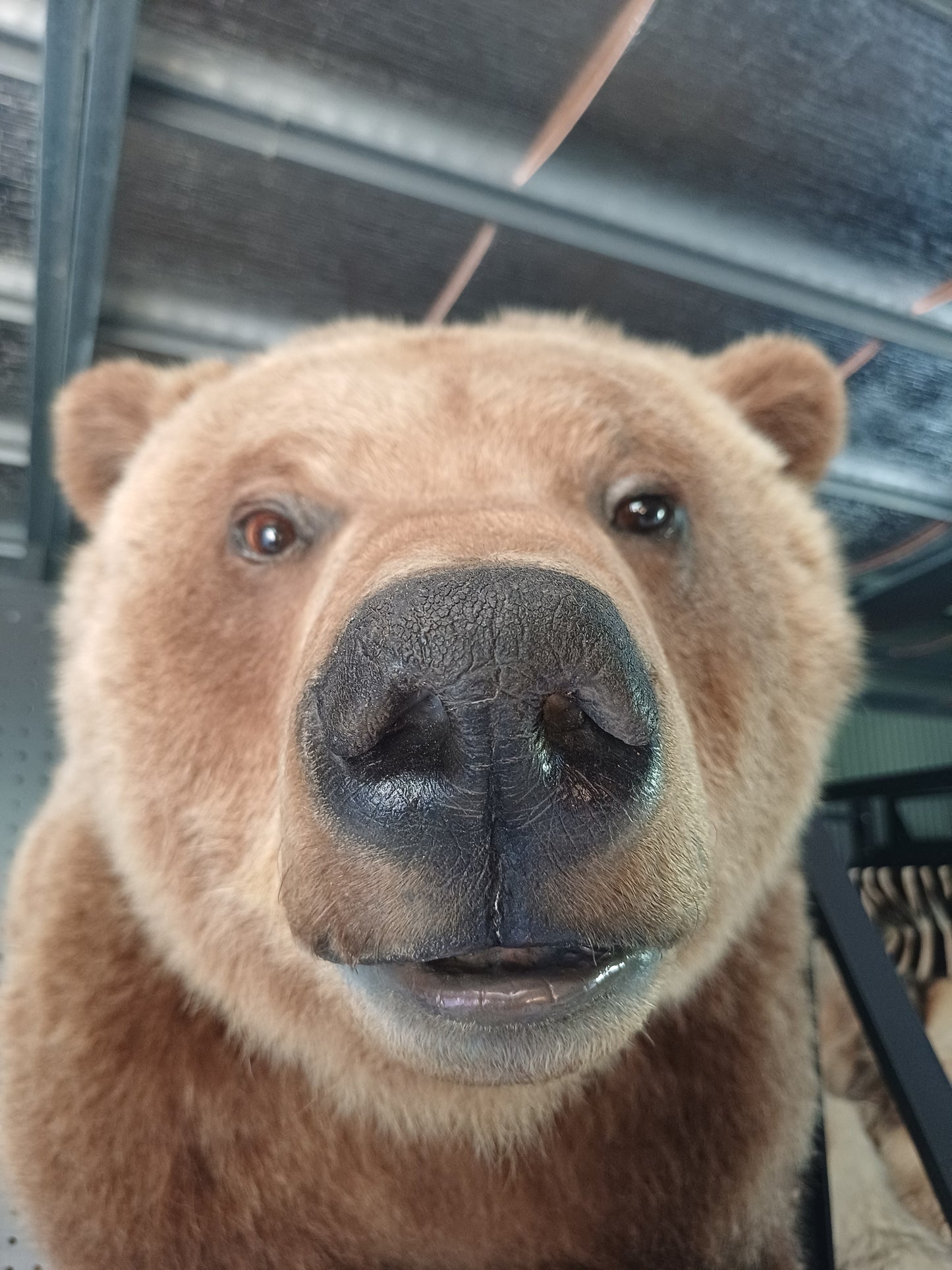 Half mount grizzly bear