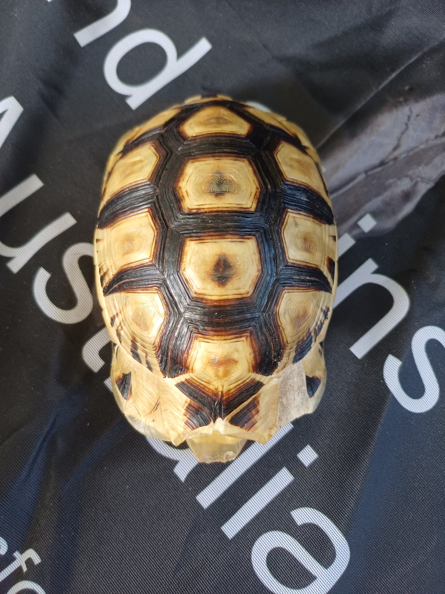Angulate tortoise shell (CITES)
