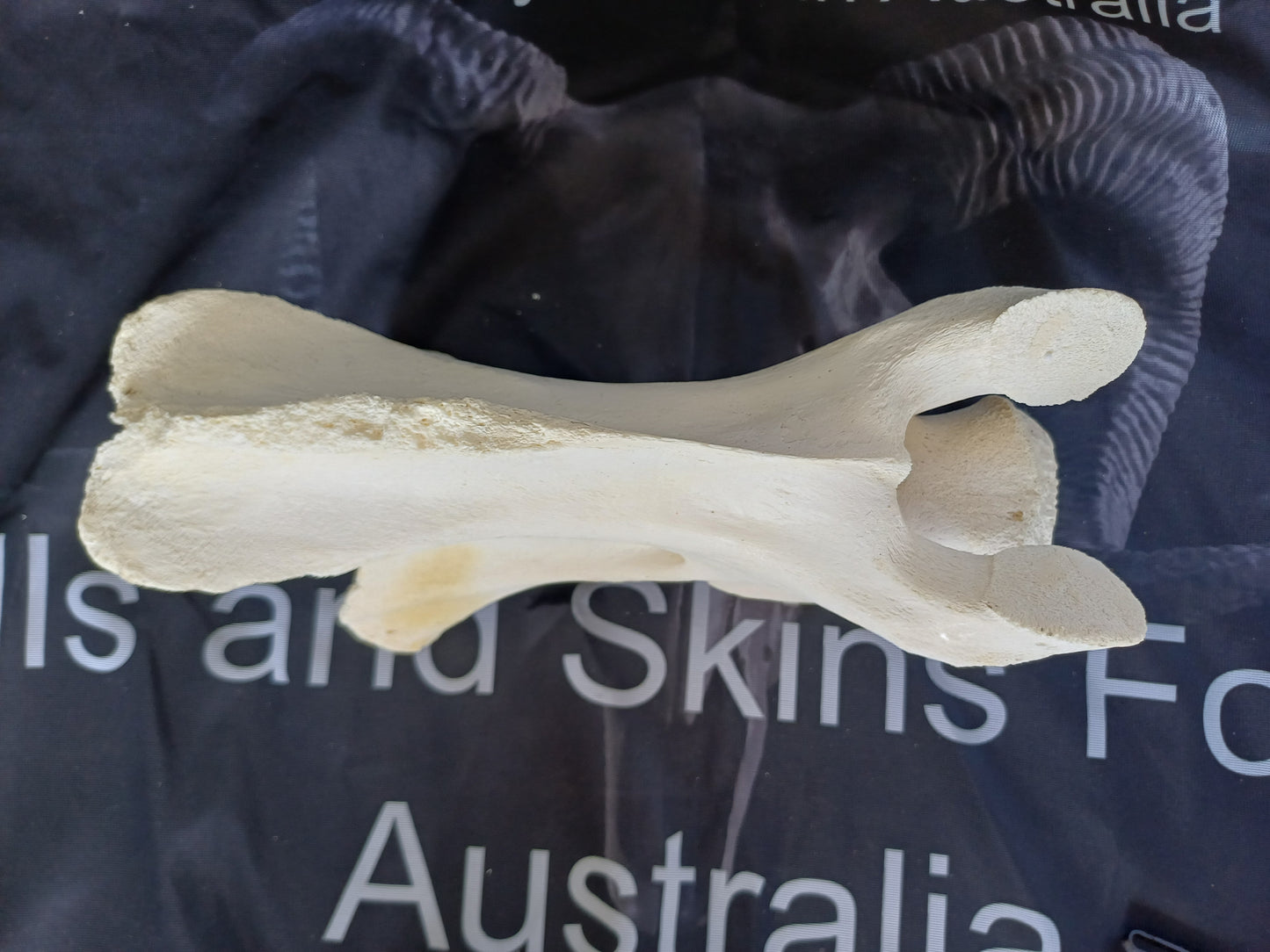 Large Giraffe Vertebrae (CITES permit inc)