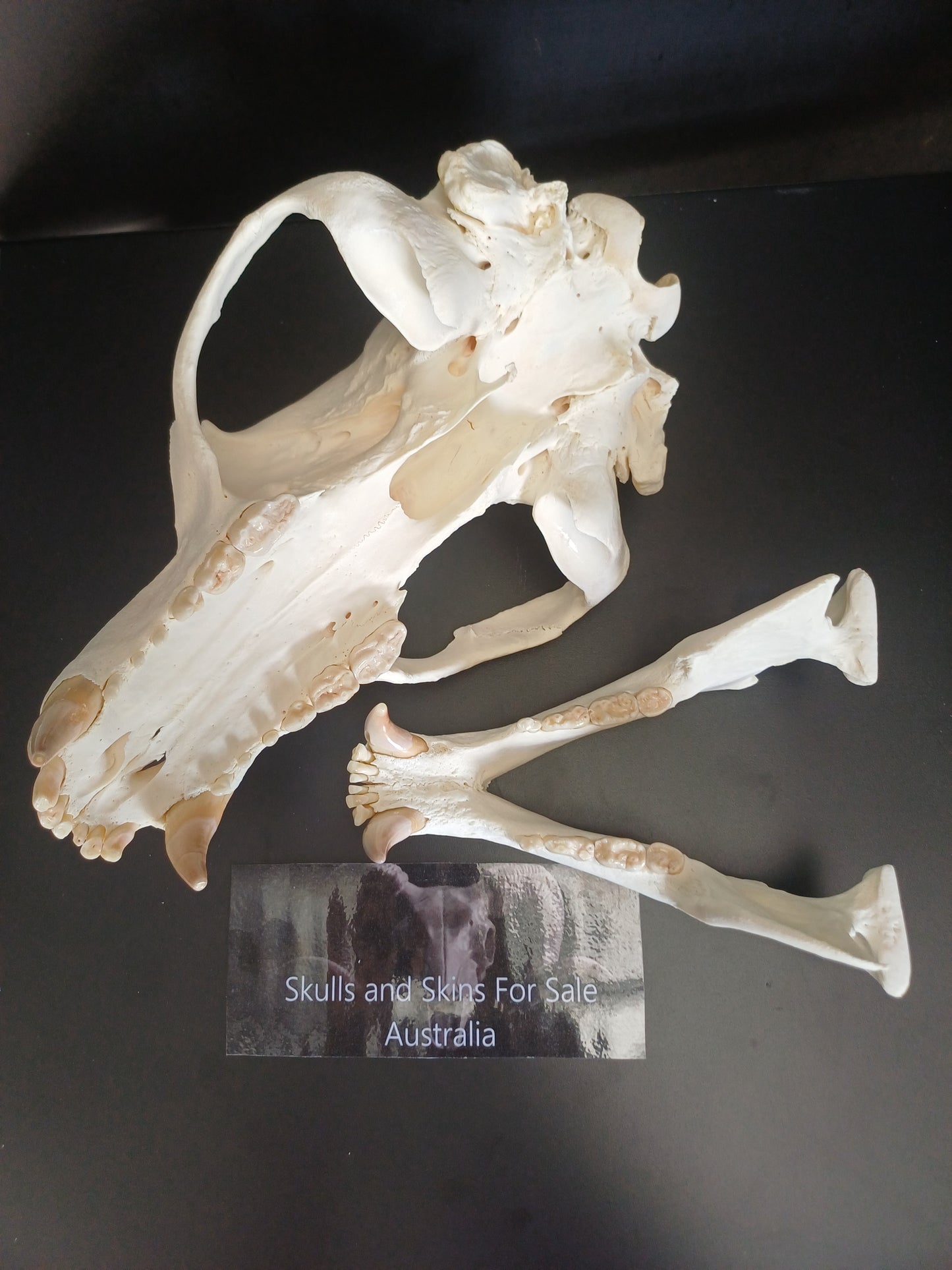 XXL Black Bear skull