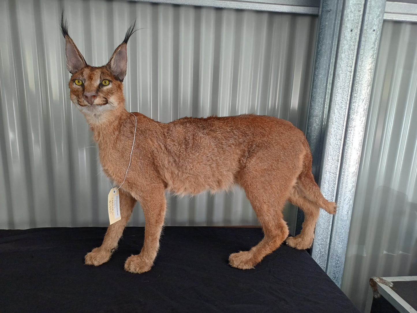 Caracal full mount taxidermy inc shipping